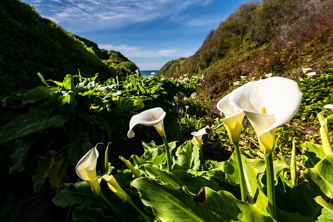 Monterey, Carmel, 17 Mile Drive, Bixby Bridge 5 Hrs From Monterey - Pricing and Booking Information