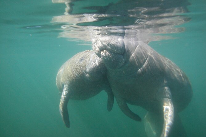 Morning Swim and Snorkel With Manatees-Guided Crystal River Tour - Meeting Point and Accessibility