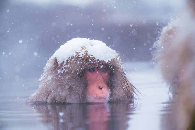 Nagano Snow Monkeys, Zenko-ji & Obuse Private 1-Day Tour - Discovering the Charming Town of Obuse