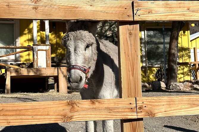 Oatman Mining Camp, Burros, Scenic RT 66 Direct From Las Vegas - The Sum Up