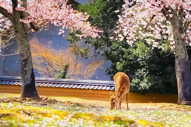 Osaka: Nara, Todaiji, Uji Matcha, and Hot Spring Tour - Convenient Transportation and Meeting