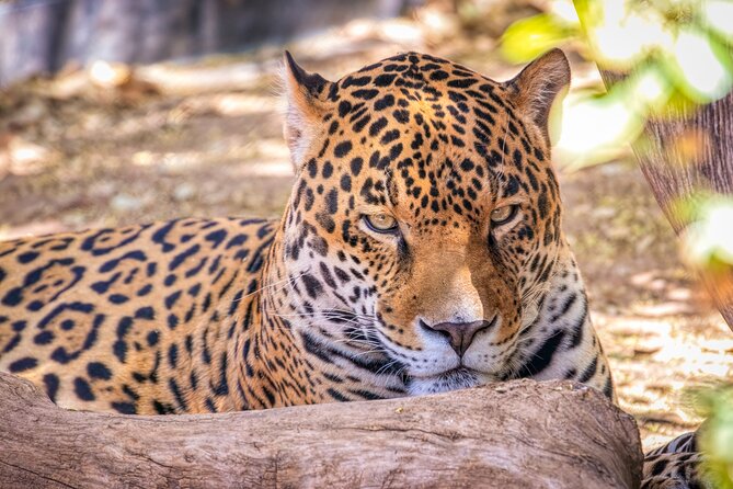 Phoenix Zoo Admission Ticket - Considerations for Peak Heat Months