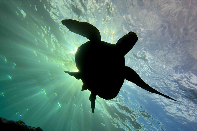 Premium Afternoon Scuba Charter for All Certified Diver Levels - Why Choose Our Charter?