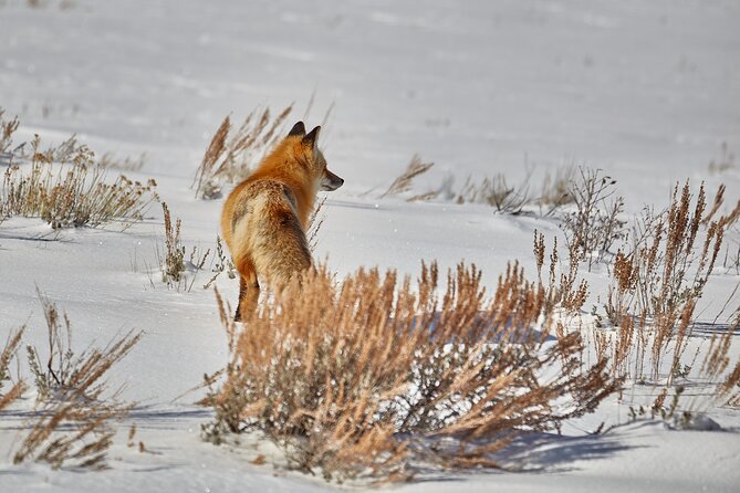 Private, Bespoke, Yellowstone Photography Safari - Half Day - The Sum Up