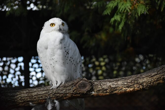 Private Day Trip to Asahiyama Zoo and Biei Blue Pond - Cancellation and Booking Policies