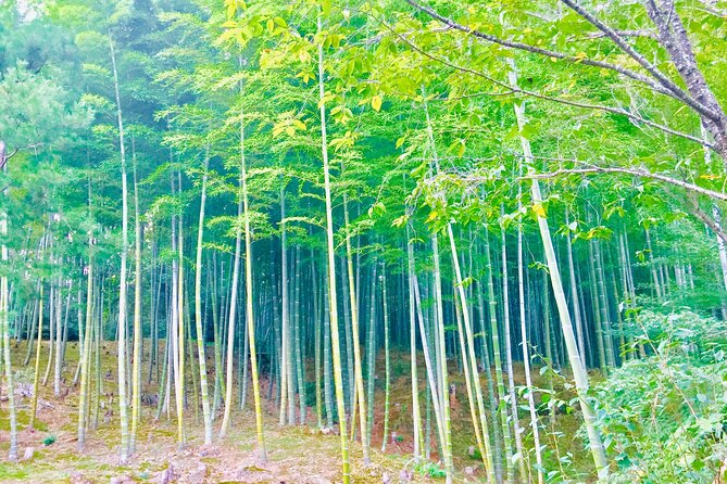 Private Full-Day Guided Tour in Kyoto, Arashiyama - Exploring the Scenic Arashiyama Area
