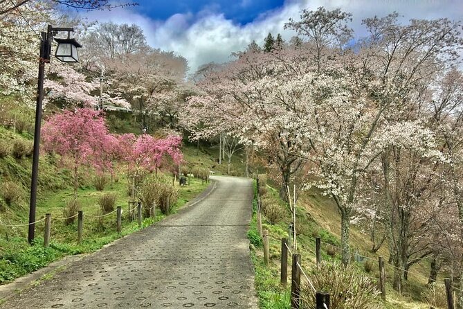 Private Full-Day Guided Tour in Yoshino, Japanese Mountain - Enjoying Yoshinos Natural Beauty