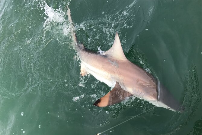 Private Island Eco Tours on a Private Boat From Shackleford Banks - The Sum Up