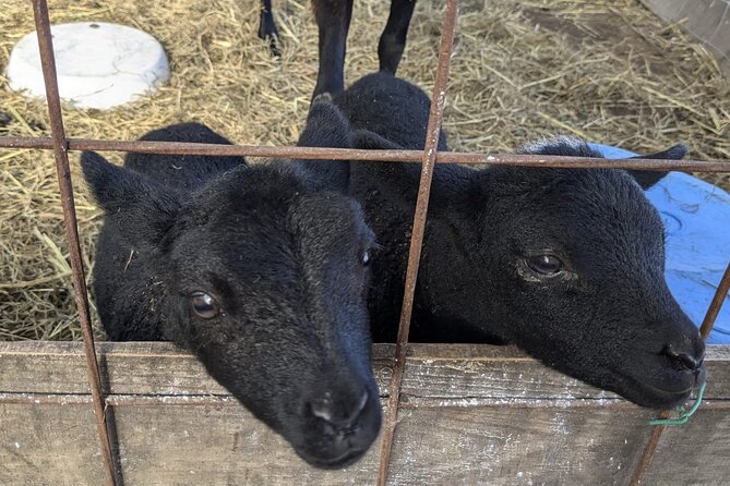 Private Tour Meet the Sheep of Aso and Pick Aso Strawberries - About Aso, Japan