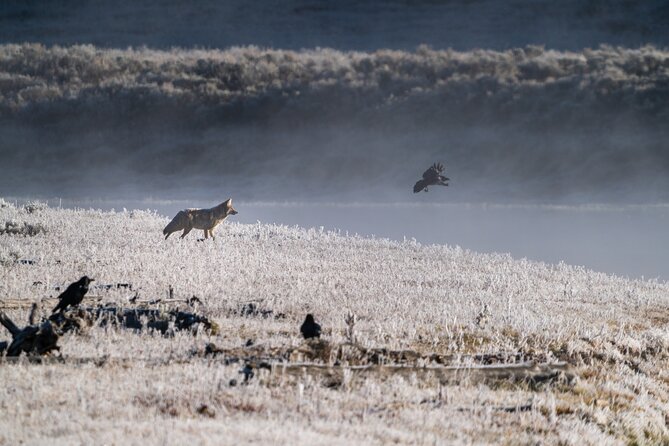 Private Wildlife Photography Tour In Yellowstone National Park - The Sum Up