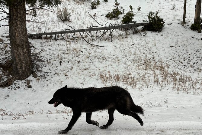 Private Yellowstone Park Van Tours From Bozeman - The Sum Up