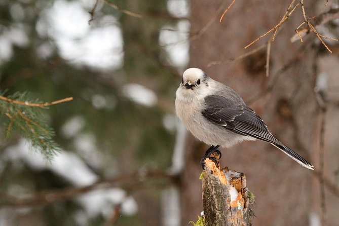 Private Yellowstone Wildlife Sightseeing Tour - Booking and Reservation Information