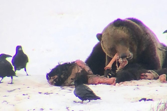 Private Yellowstone Winter Wolf Watching and Wildlife Safari - Accessibility Features for All Guests