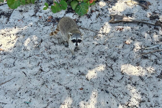 Raccoon Island Boat Tour - Indian Creek, Sanbar and Raccoons - Tips for an Enjoyable Experience