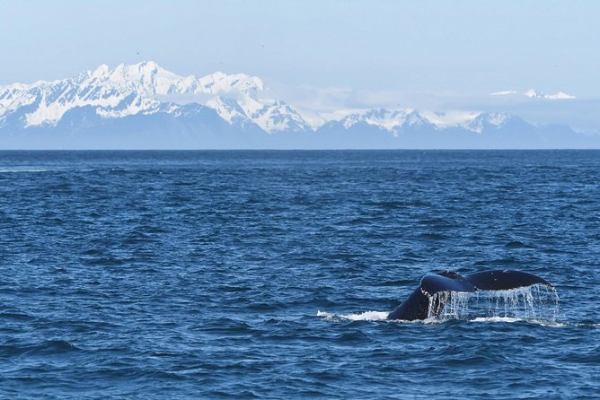 Resurrection Bay Spring Wildlife Cruise - Discovering Alaskas Marine Ecosystem
