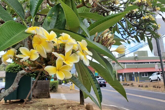 Round Trip North Shore Shuttle From Waikiki to Haleiwa Town / Haleiwa Harbor - Contact and Additional Information