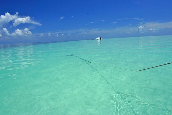 Sandbar Excursion in Key West - Exploring the Sandbar and Mangroves