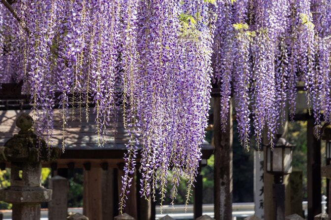 Scenic Tour of Kuroki and Nakayama Wisteria in Fukuoka YokaBus - Meal Arrangements