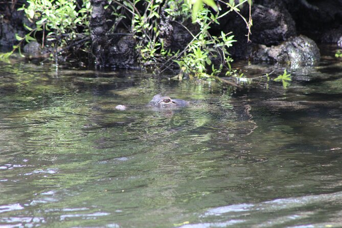 See Crystal River National Wildlife Refuge Sightseeing Cruise - Plan Your Visit