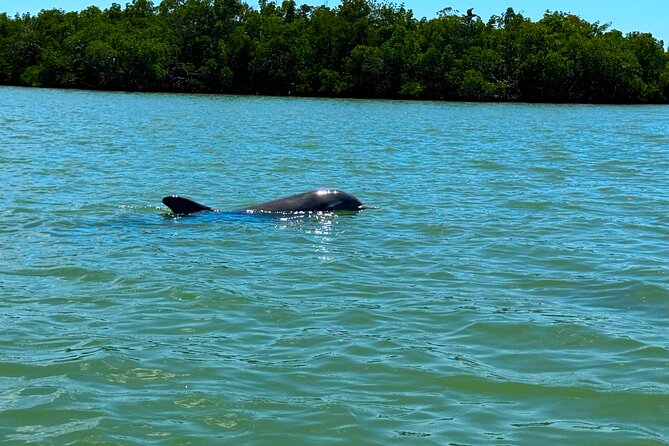 Self Guided EcoTour: Clear/Standard Kayaks -Bonita Springs - Booking and Cancellation Policy