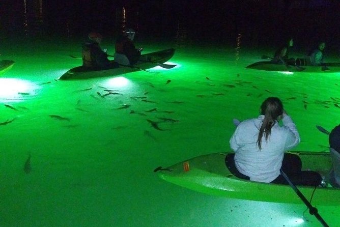Sharkeys Glass Bottom Fish Feeding LED Night Tour St. Pete Beach - Participant Feedback and Considerations