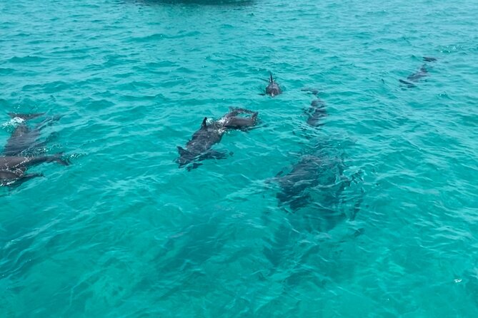 Shell Island Dolphin Sightseeing Boat Tour - Tour Guides