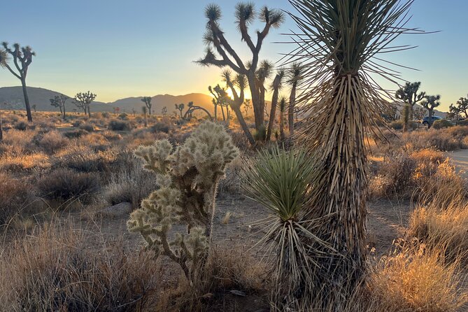 Sightseeing Adventure Tour of Joshua Tree National Park - Preparing for an Unforgettable Adventure