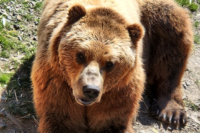 Simply Amazing Sitka Tour: Fortress of the Bear, Alaska Raptor, & Totems - Customer Feedback and Considerations
