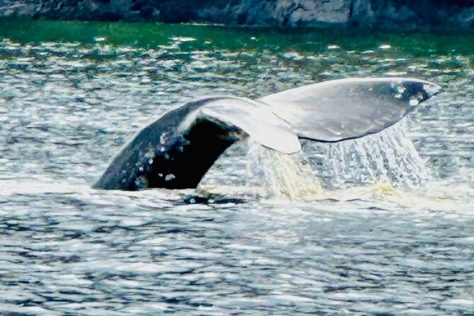 Small Group Boat Tour of Sitka - Why Book This Sitka Boat Tour?