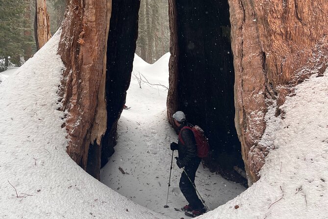 Small Group Sequoia Tour From Wuksachi Lodge With Lunch - Booking Information and Cancellation Policy