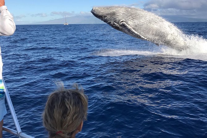 Small-Group Whale Watching Adventure - Planning Your Whale Watching Adventure