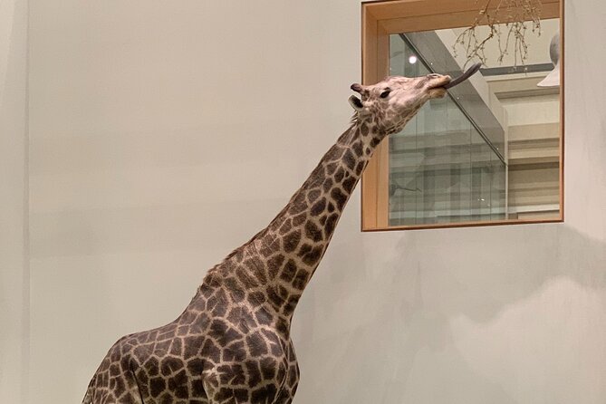 Smithsonian National Museum of Natural History With Guided Tour - The Sum Up