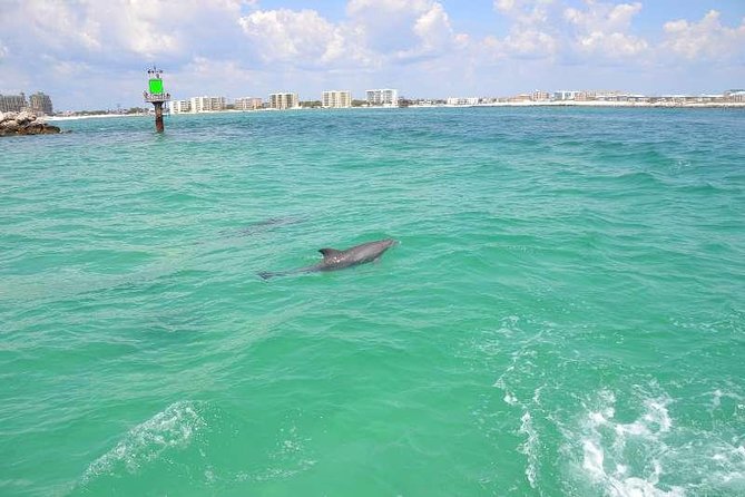 Snorkeling, Shelling & Eco Excursion - Customer Feedback and Satisfaction