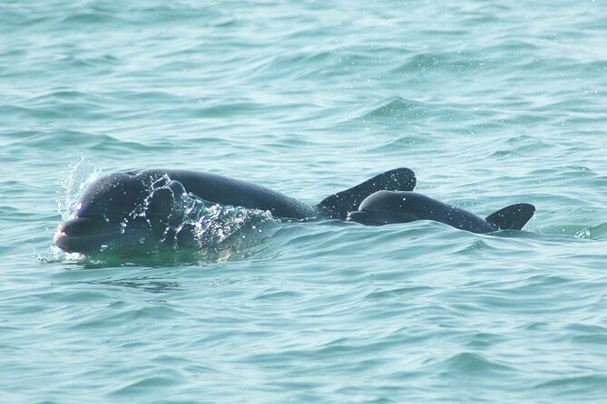 Sunset Kayaking With Dolphins - Planning Your Sunset Kayak Adventure