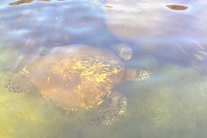 Sunset Stand up Paddle With Photos and Turtles - Flexible Cancellation and Payment Options