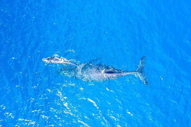 Super Raft - Private Charter Maui 3 Hour Snorkel to Coral Gardens or Molokini - Spotting Hawaiian Wildlife