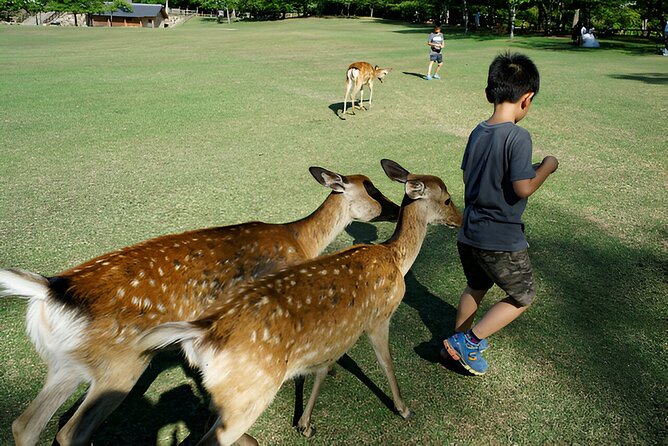 Taste of Nara A Guided Half Day Food Tour Tailored to Your Taste - Sampling the Local Flavors