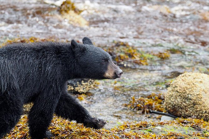 Traitors Cove Bear Viewing - Booking and Confirmation Process