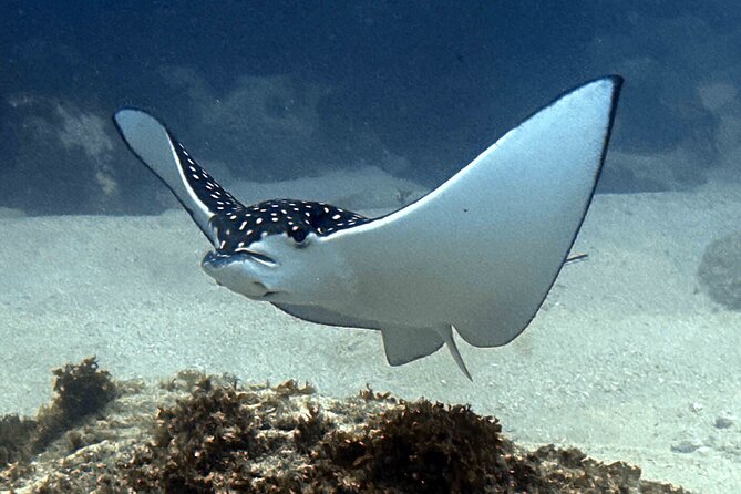 Try Scuba Diving in Kauai: No Experience Needed - Tips for a Memorable Diving Experience
