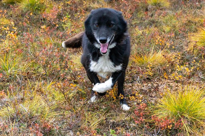 Tundra Walk With Free Running Sled Dogs - The Sum Up