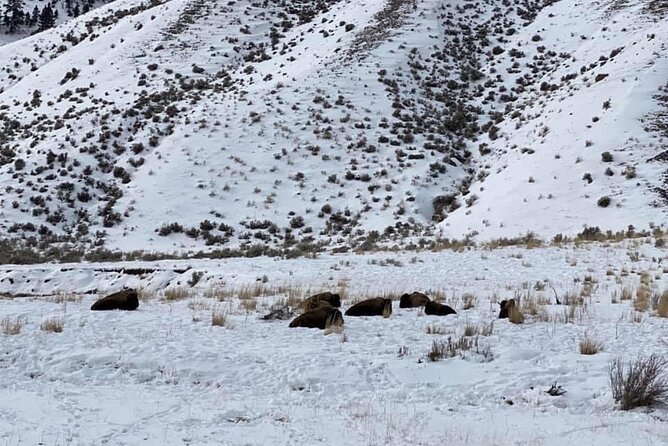 VIP Private North Yellowstone National Park Winter Excursion - Benefits of a Private Tour