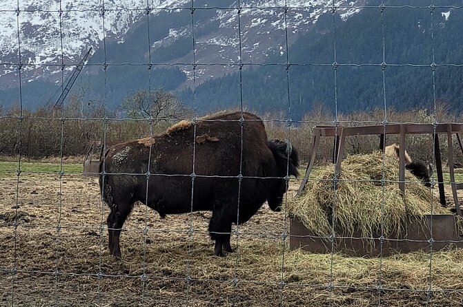 VIP Tour From Anchorage to Alaska Wildlife Conservation Center - Making the Most of Your VIP Tour Experience