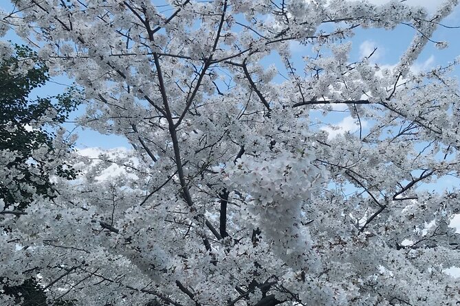 Washington D.C. Cherry Blossom 1-Day Tour From New York - Reviews and Traveler Experiences