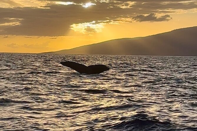 West Maui Sunset Whale Watch - Unique Advantages