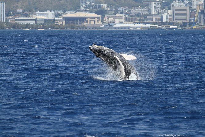 Whale Watch Cruise Aboard The Majestic by Atlantis Cruises - Preparing for Your Cruise