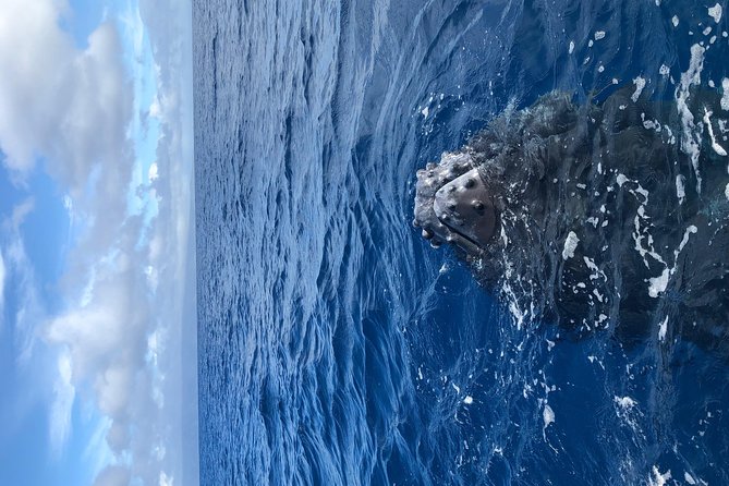 Whale Watching Experience - Meeting the Crew and Guides