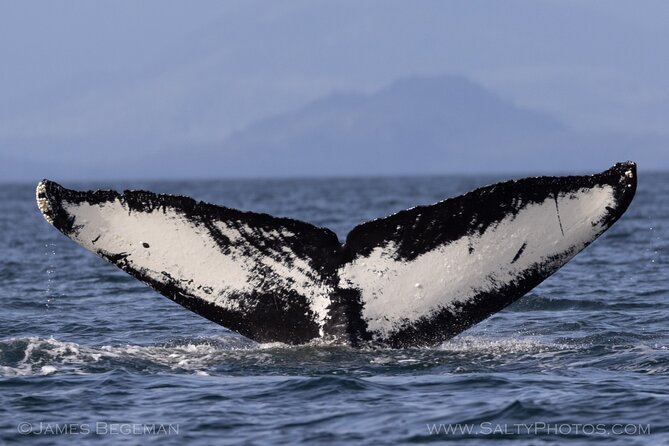 Whale-Watching, Icy Point, Hoonah , Whales, Orca, Killer-Whales. - Wildlife Sightings and Observations