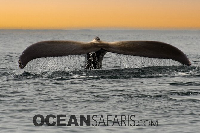 Whale Watching Monterey Bay Semi-Private Limited to 6 People Max - Tips for an Enjoyable Whale Watching Experience