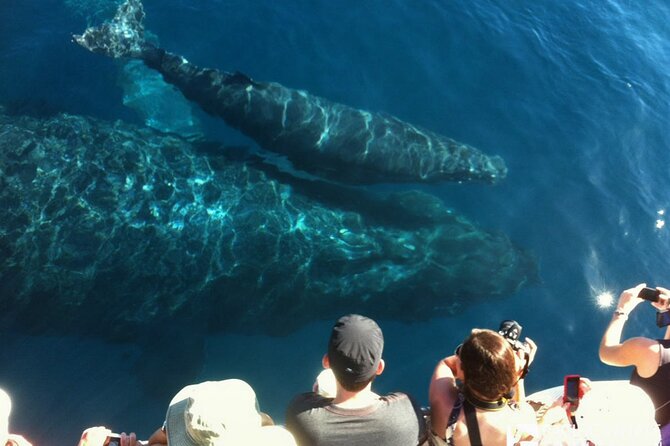 Whalewatch Deluxe Tour From Maalaea Harbor - Payment and Reviews