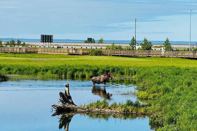 Whittier to Anchorage Land Transfer Tour - Traveler Feedback and Recommendations